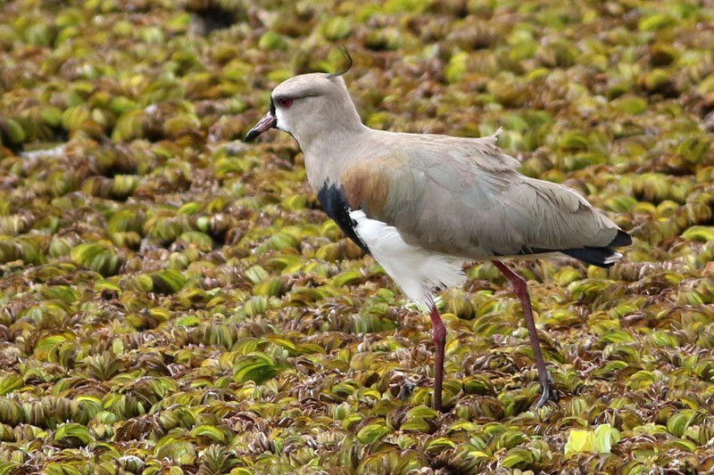 Southern Lapwing - ML80168191