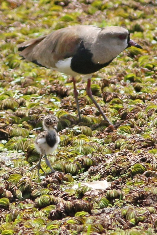 Southern Lapwing - J. Simón Tagtachian