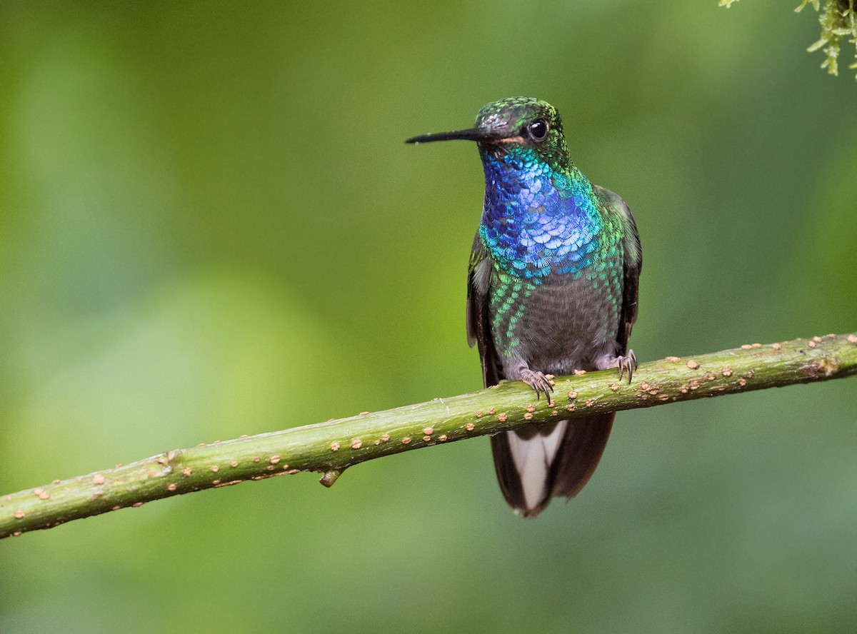 Colibri à queue blanche - ML80168971