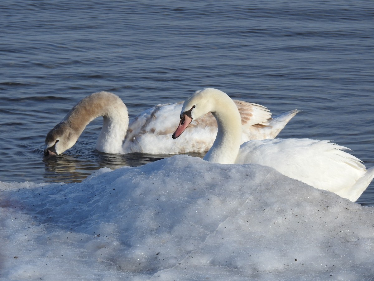 Cygne tuberculé - ML80169351