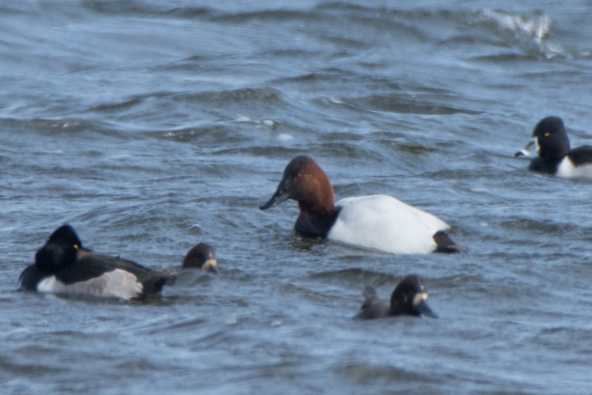 Canvasback - ML80170281