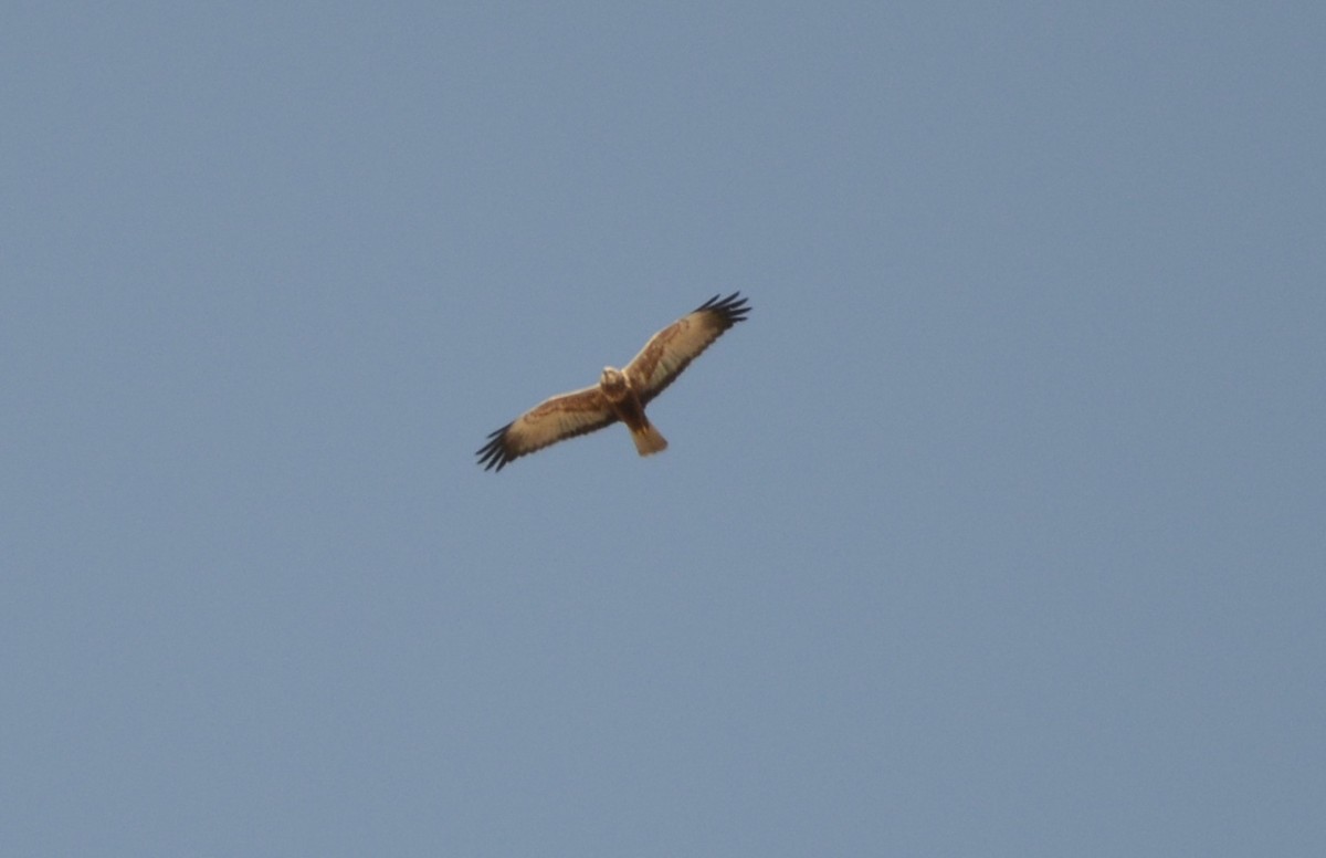 Western Marsh Harrier - ML80174111