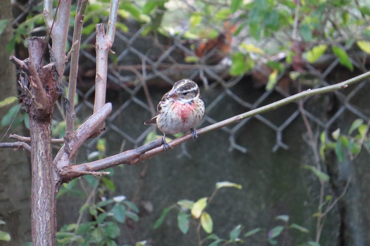 Rose-breasted Grosbeak - ML80175531