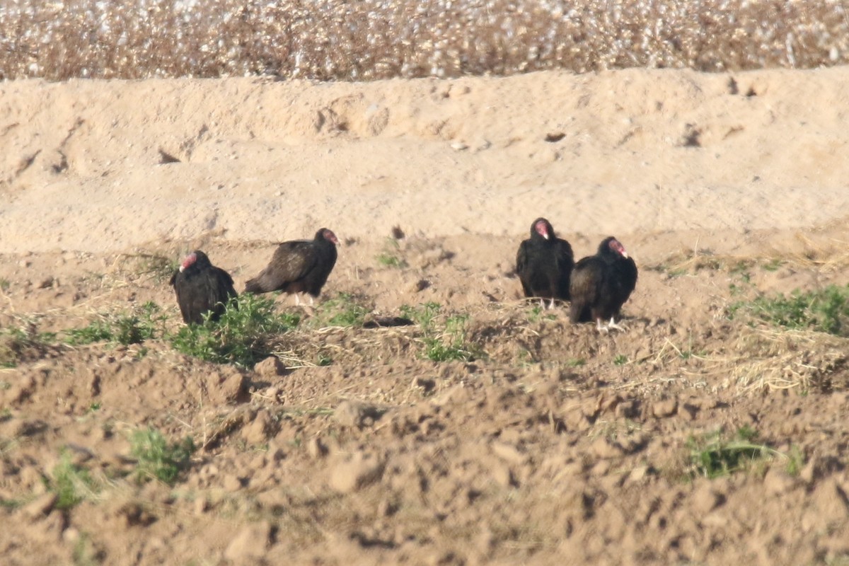 Turkey Vulture - ML80175711