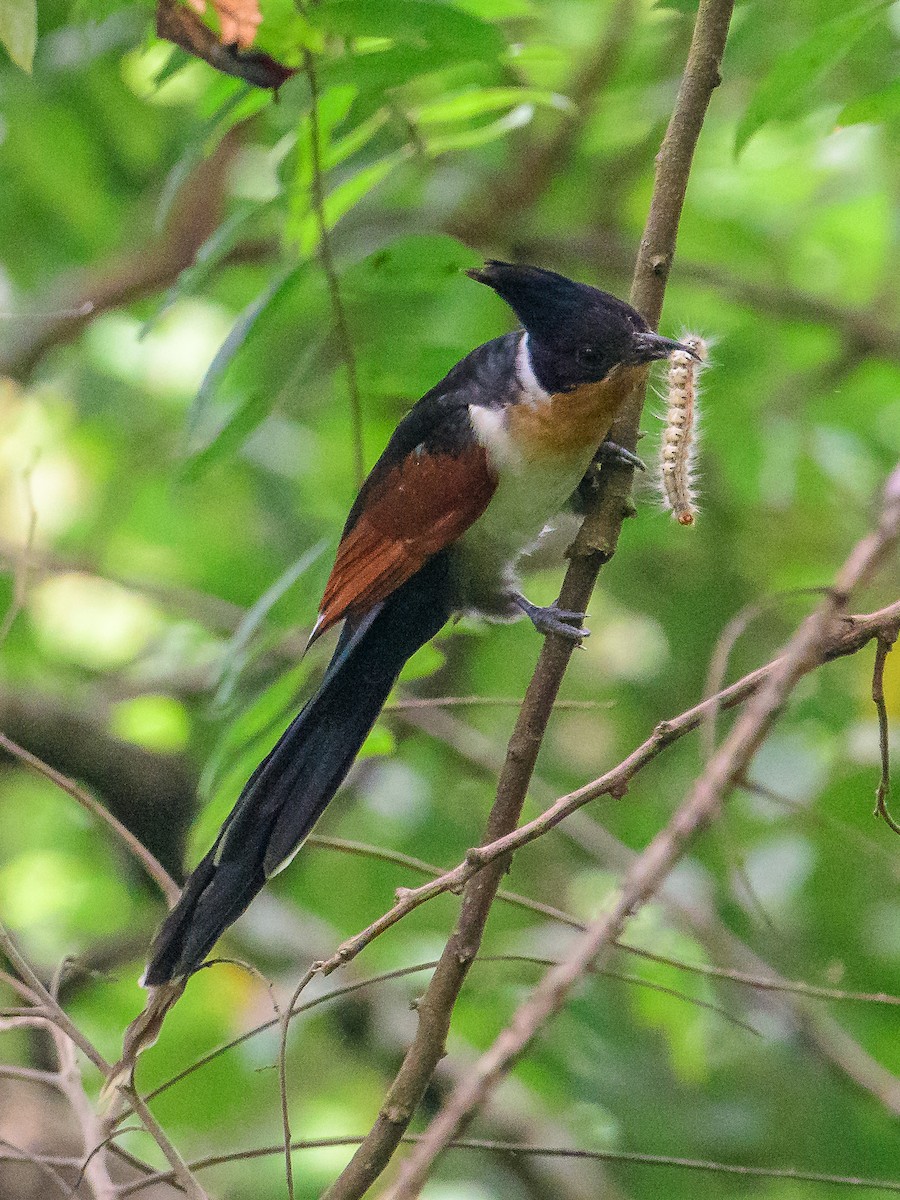 Chestnut-winged Cuckoo - ML80176741