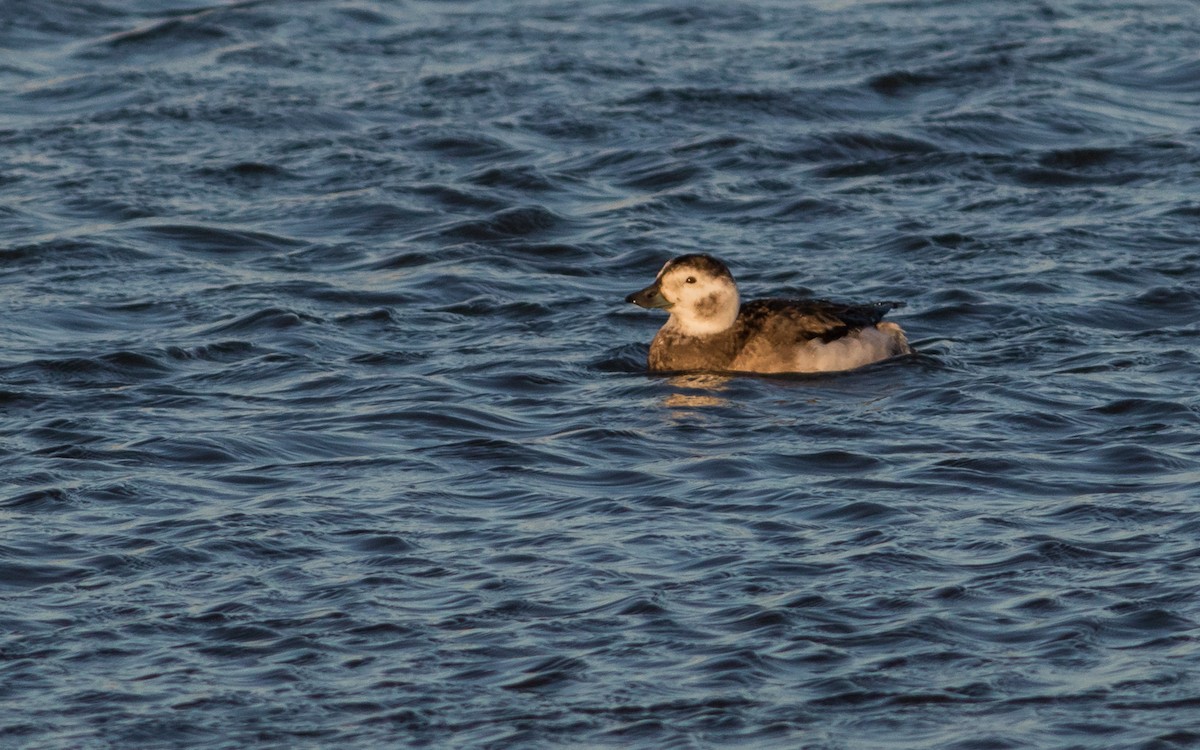 Long-tailed Duck - Tom Reed