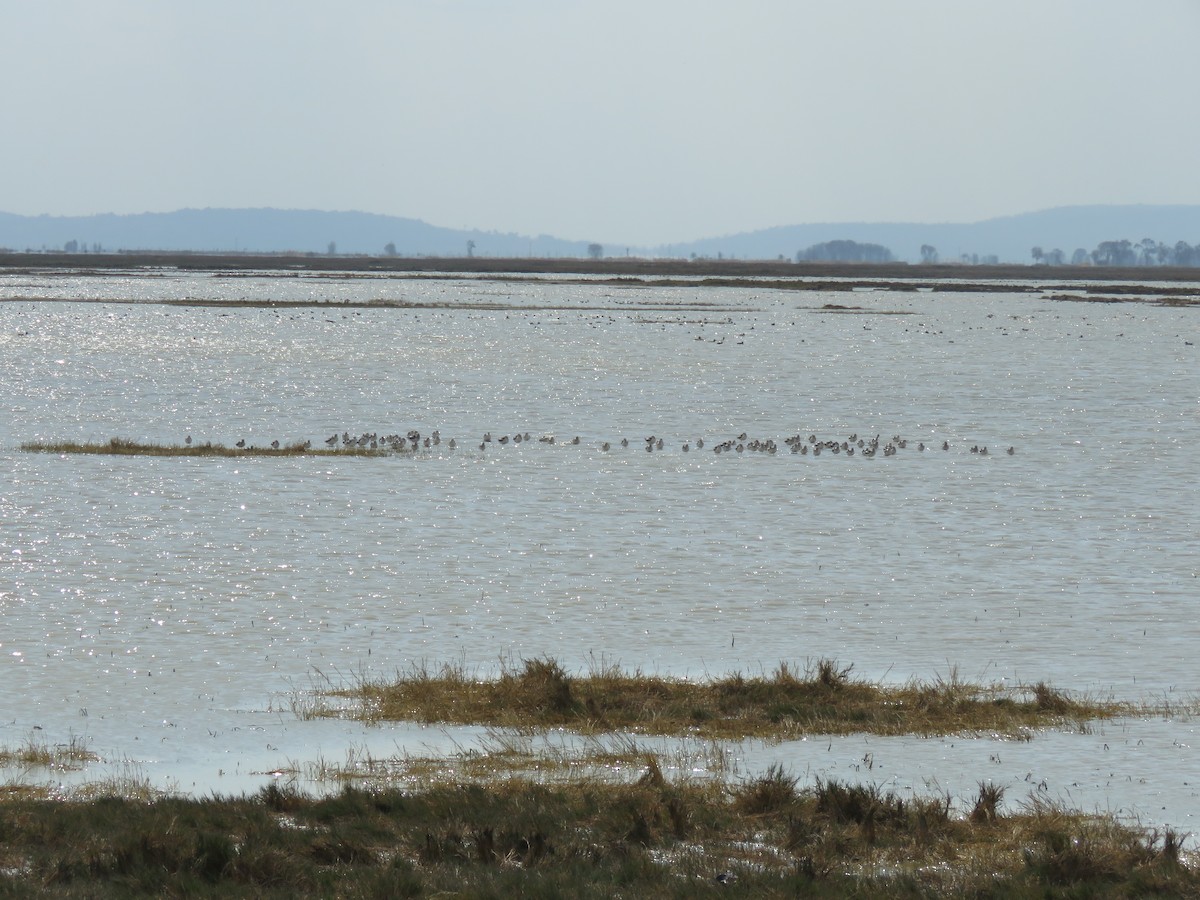 American Avocet - ML80179111