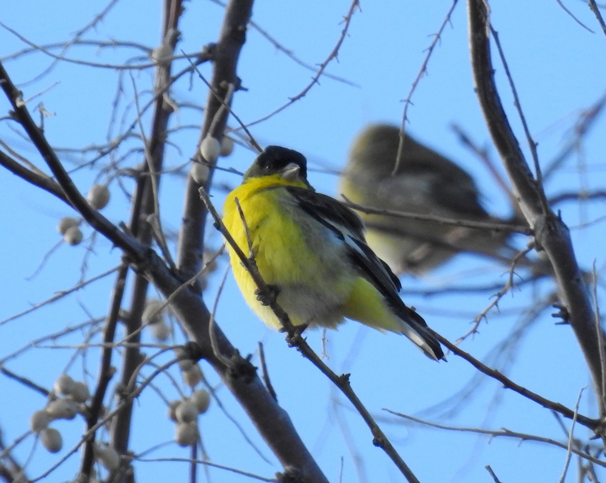 Lesser Goldfinch - ML80179221