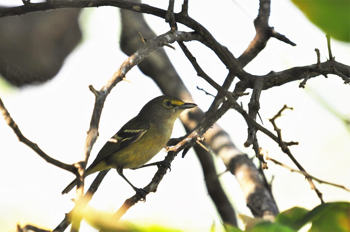 Vireo Ojiblanco - ML80179931