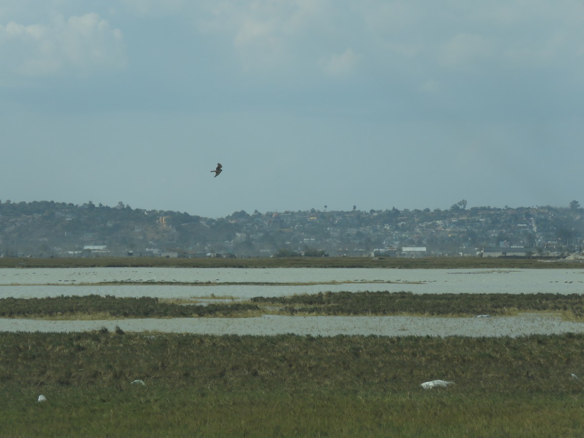 Northern Harrier - ML80179981