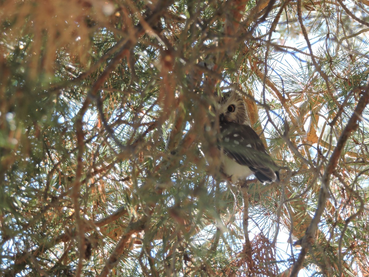 Northern Saw-whet Owl - ML80181481