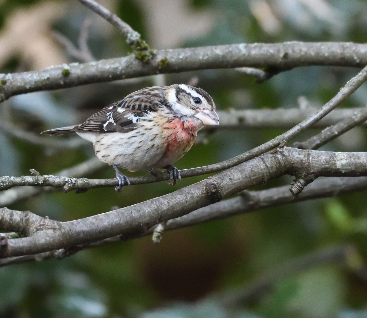 Rose-breasted Grosbeak - ML80182451