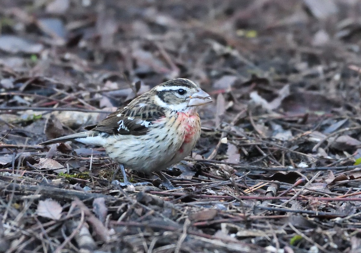 Rose-breasted Grosbeak - ML80182531