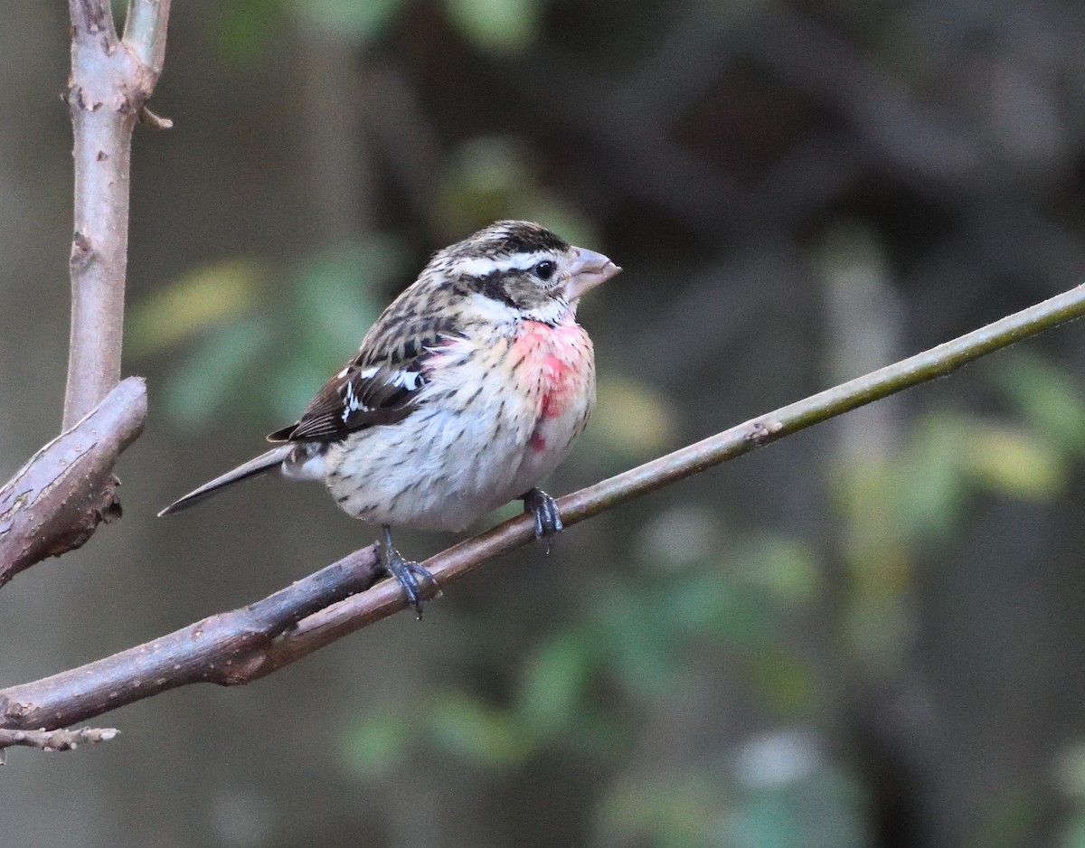 Rose-breasted Grosbeak - ML80182651