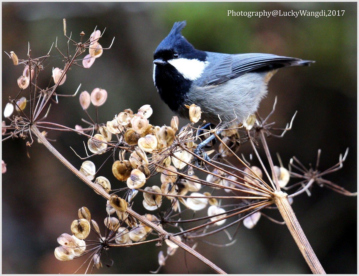 Rufous-vented Tit - ML80182831