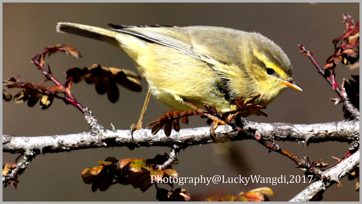 Tickell's Leaf Warbler (Tickell's) - Leki Wangdi