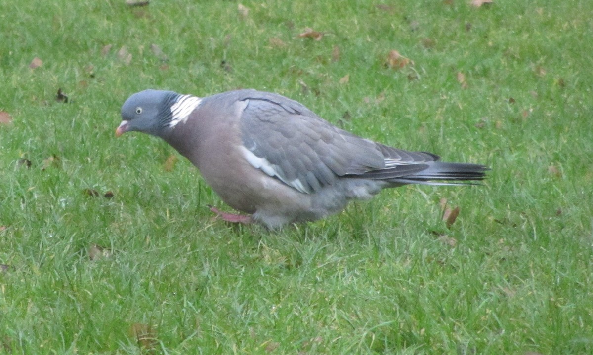 Common Wood-Pigeon (White-necked) - Peter Dunwiddie