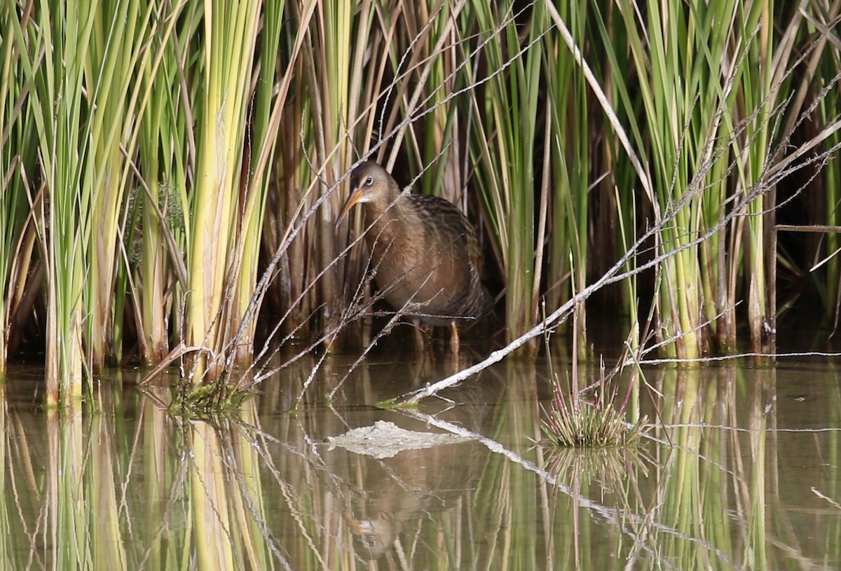 Ridgway's Rail - ML80184601