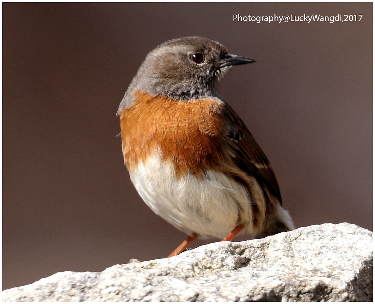 Robin Accentor - ML80184791