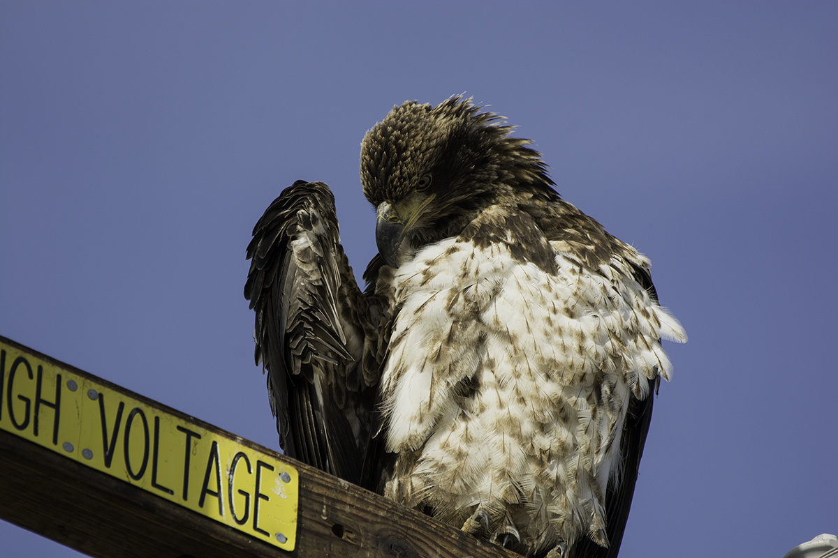 Bald Eagle - ML80190151
