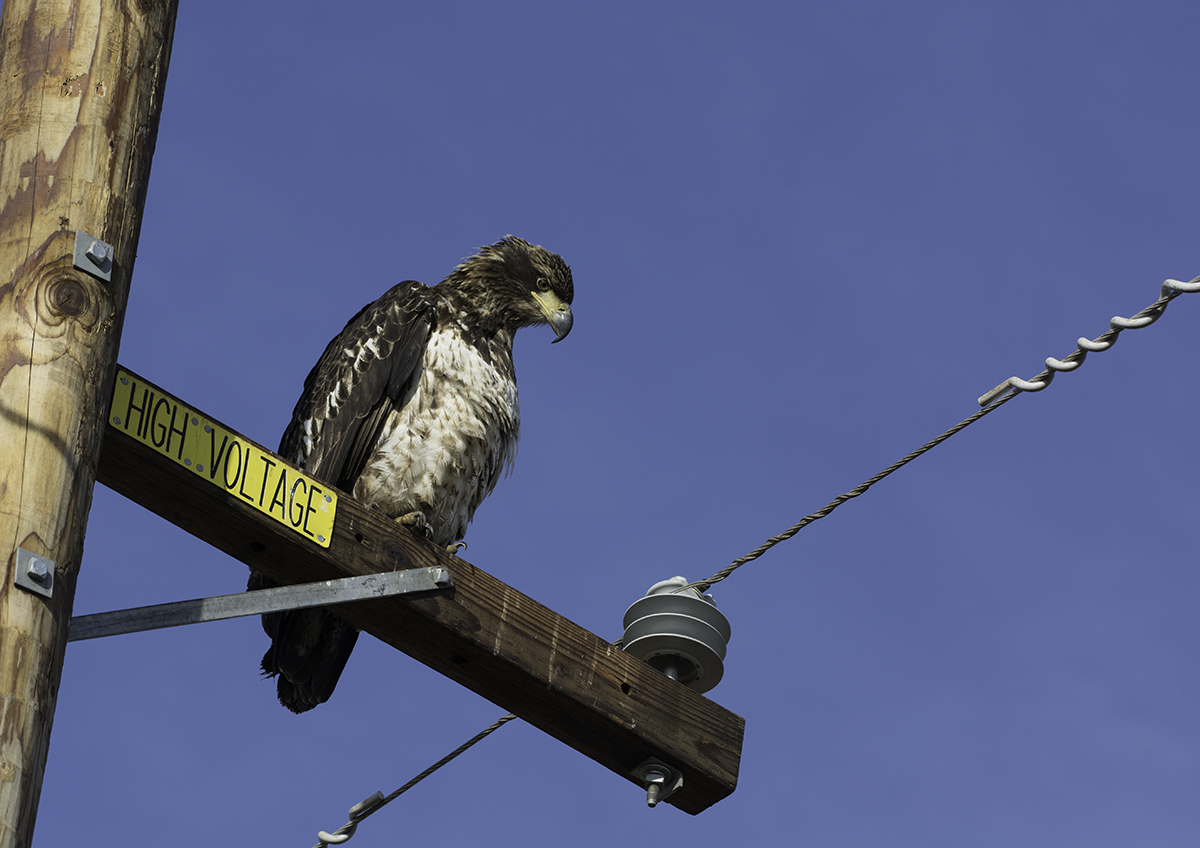 Bald Eagle - ML80190341