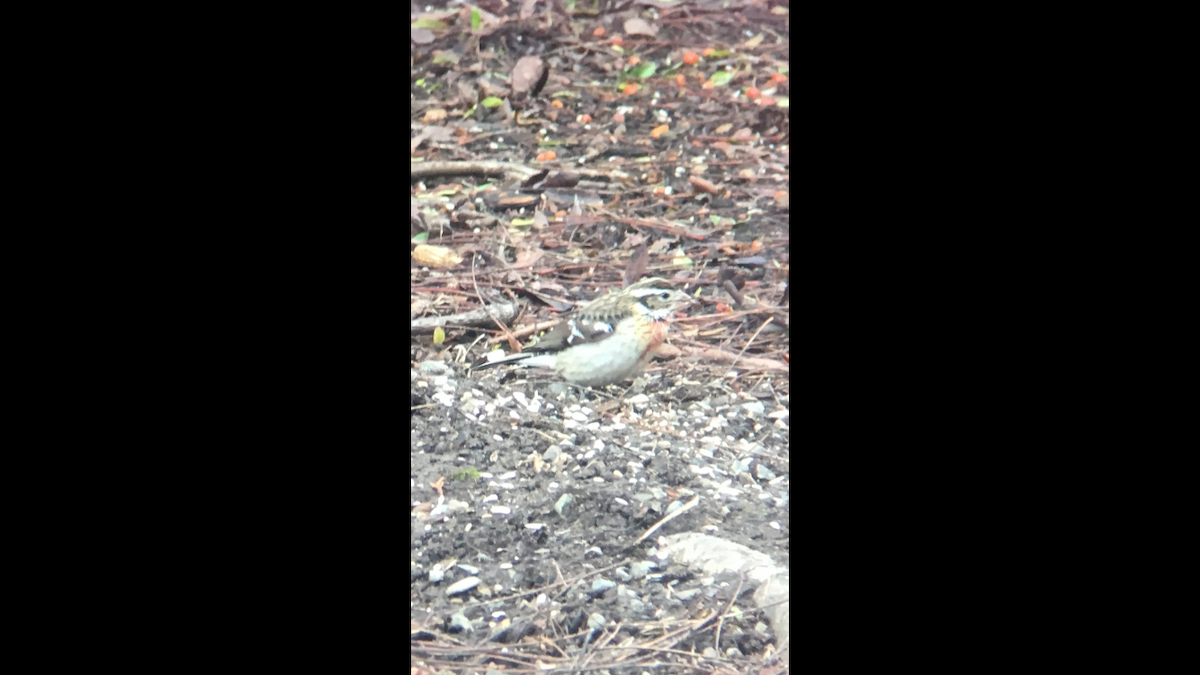 Rose-breasted Grosbeak - ML80191401