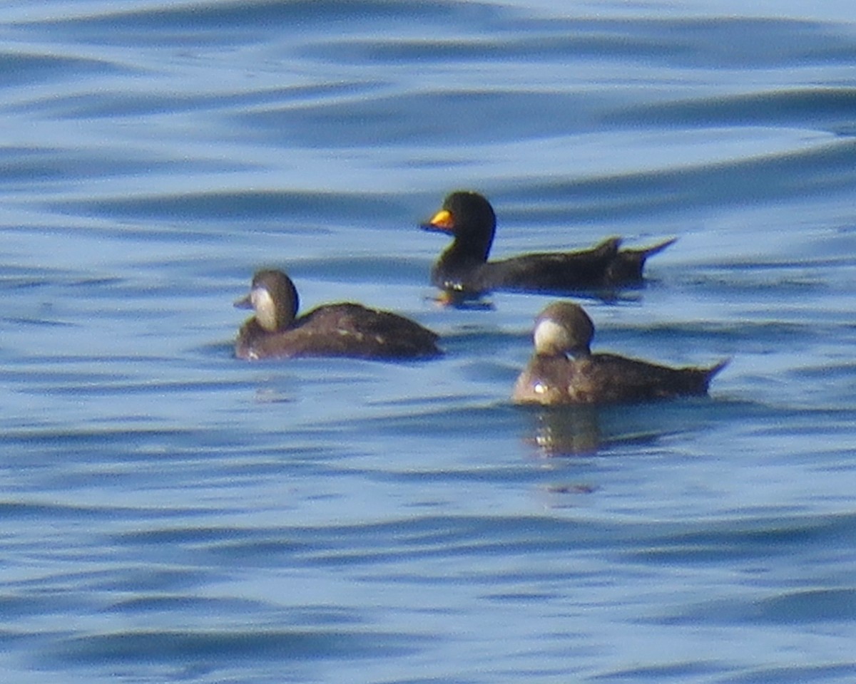 amerikasvartand - ML80192791