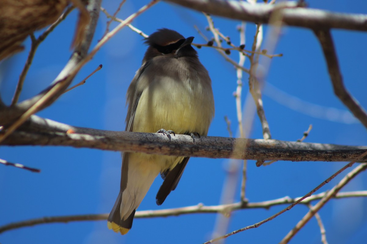 Cedar Waxwing - David Lerwill