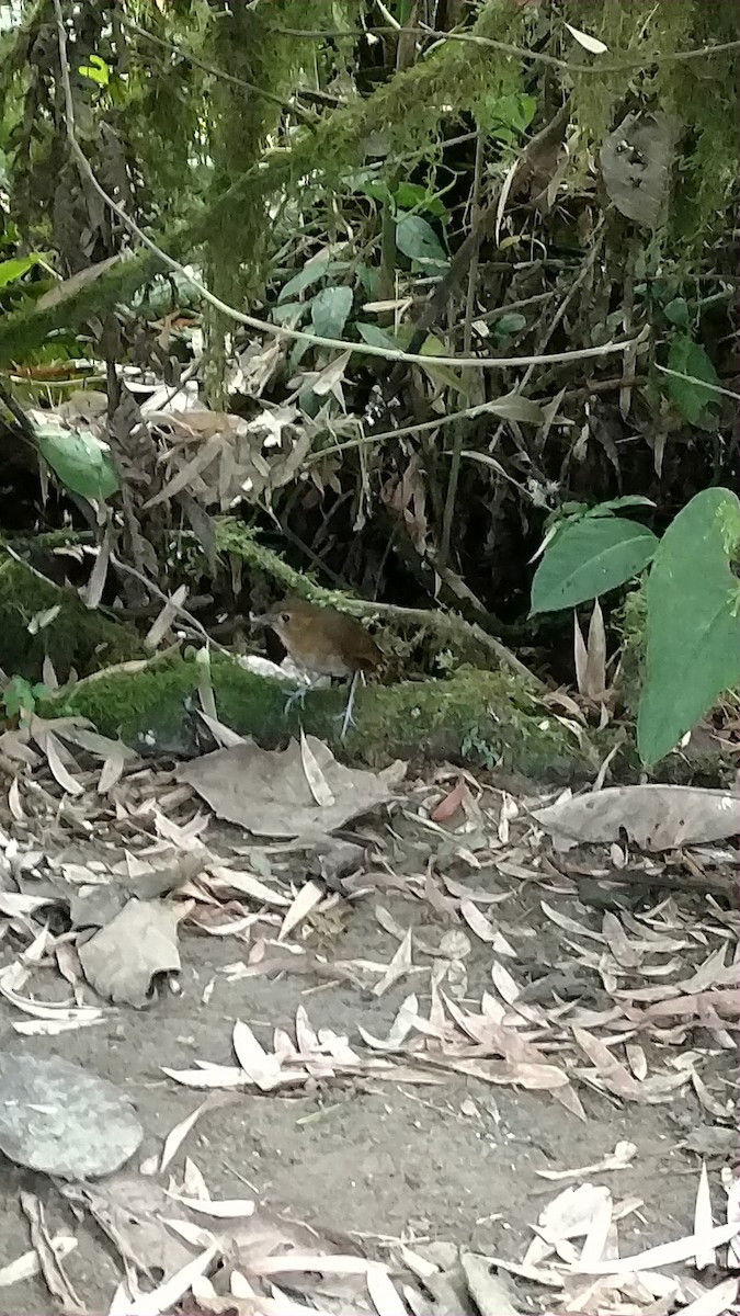 Brown-banded Antpitta - ML80198571