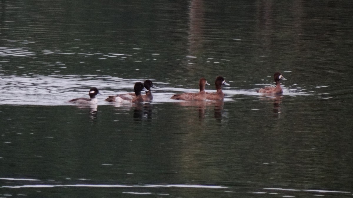 Bufflehead - ML80201691