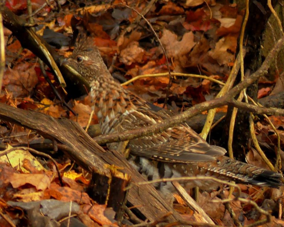 Ruffed Grouse - ML80203371