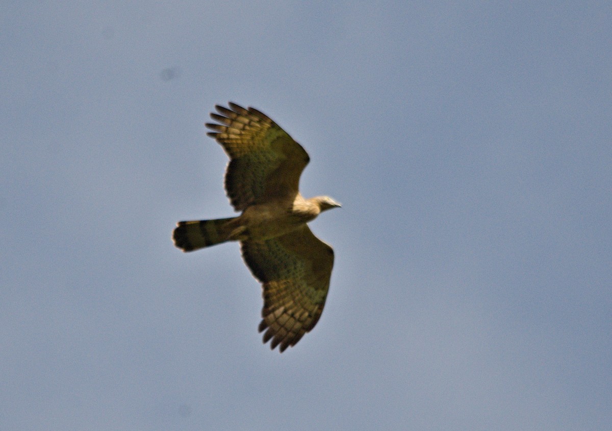 Oriental Honey-buzzard - ML80203401