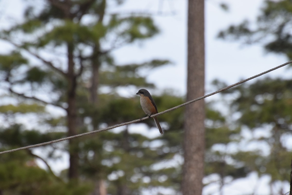 Gray-backed Shrike - ML80204301