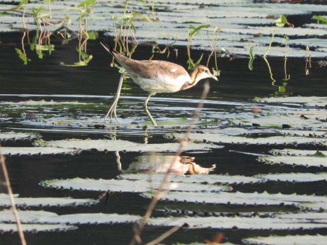 Jakana faisai-buztana - ML80204321