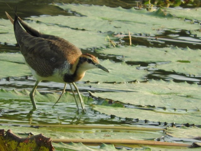 Jakana faisai-buztana - ML80204461