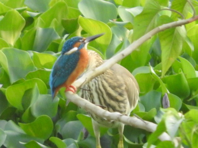 Martin arrantzalea - ML80204471