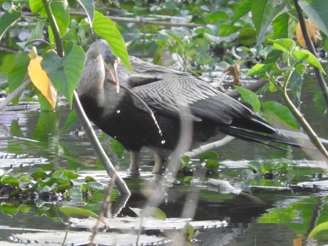 נחשון אסייתי - ML80204531
