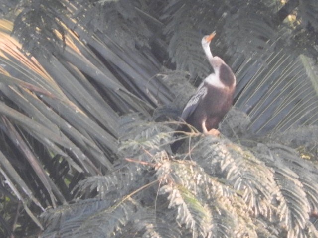 נחשון אסייתי - ML80204541