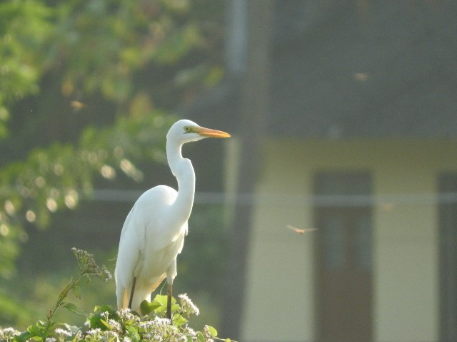 Great/Medium Egret - ML80204551