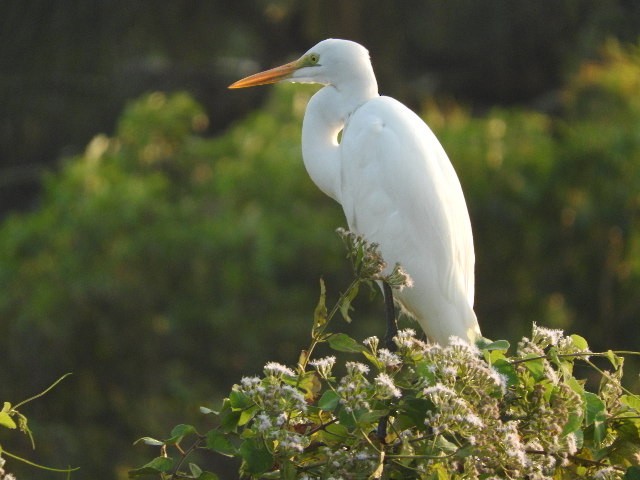 Great/Medium Egret - ML80204561