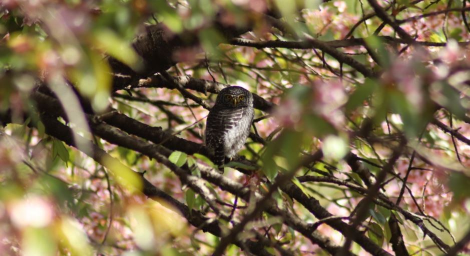 Collared Owlet - ML80204591
