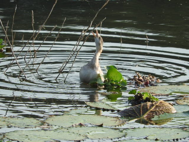 טבלן גמדי - ML80204611