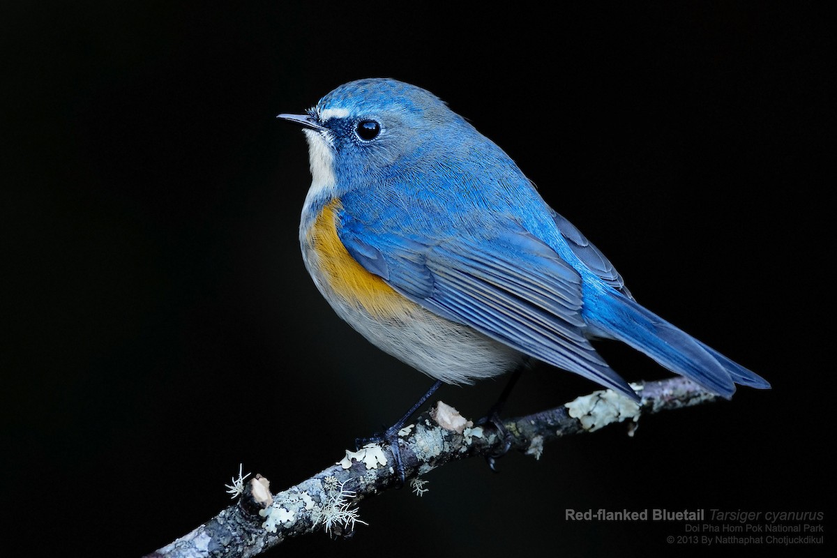 Red-flanked Bluetail - Natthaphat Chotjuckdikul
