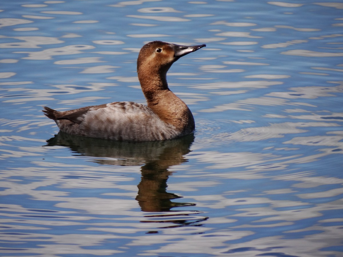 Canvasback - Gret Foust