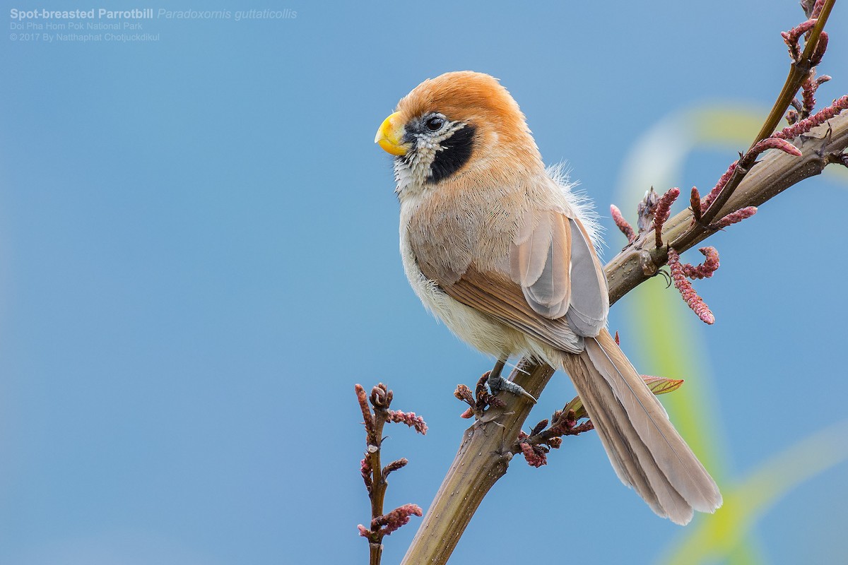 Paradoxornis fléché - ML80205261