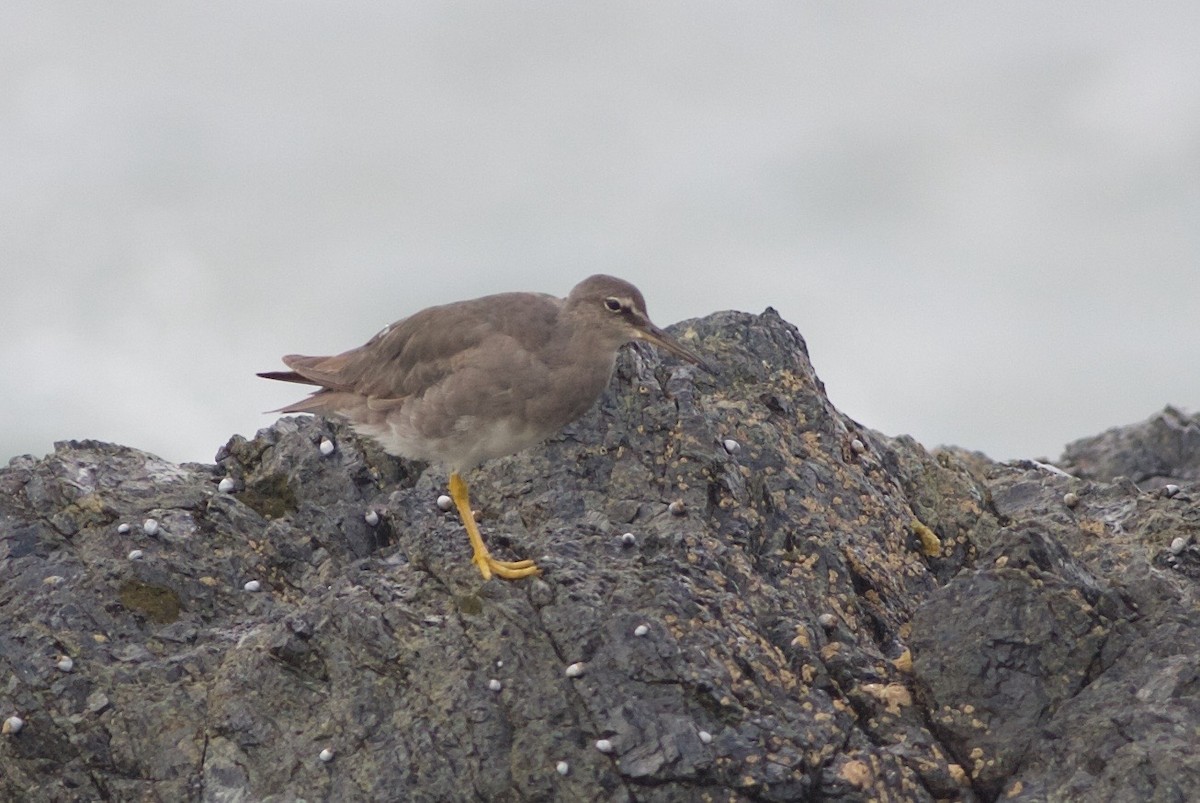 Wandering Tattler - ML80206811