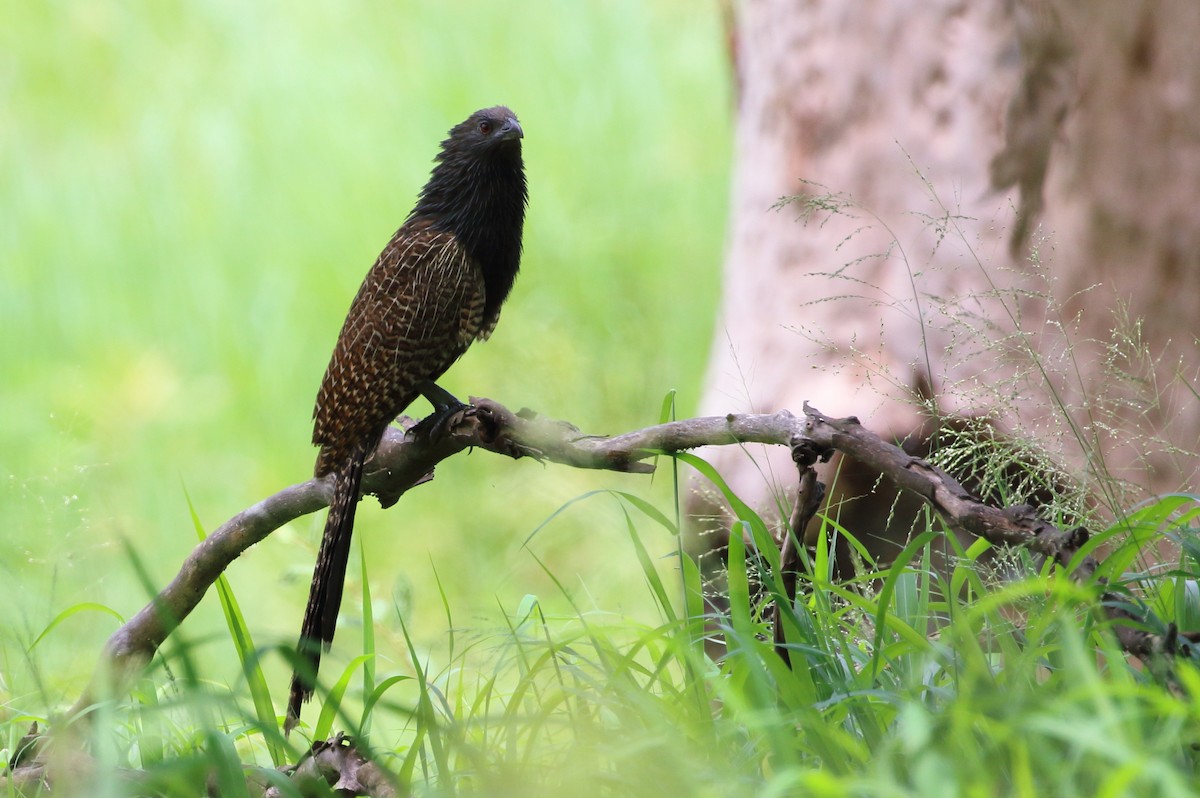 Pheasant Coucal - Richard Fuller