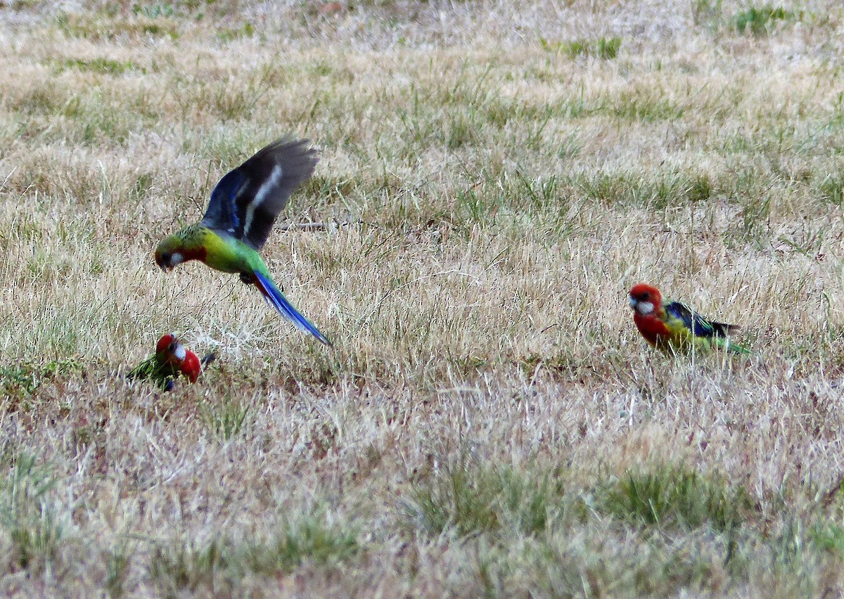 Eastern Rosella - ML80207561