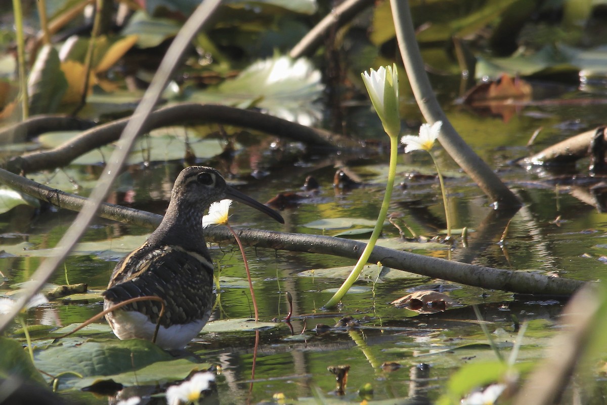 Greater Painted-Snipe - ML80208601