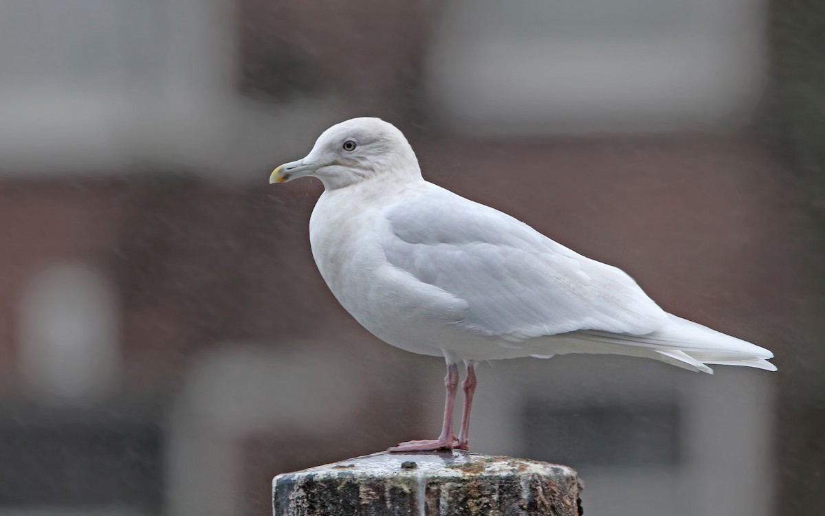 Gaviota Groenlandesa (kumlieni/glaucoides) - ML80208641